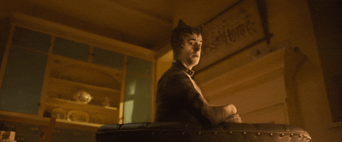 CatsMovie  GIF