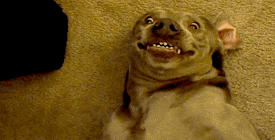 Funny Dog GIF