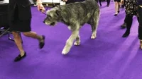 Dog Show GIF by Westminster Kennel Club