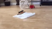 Parrot Paper Towels GIF
