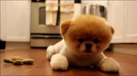 Safe For Work Dog GIF by Testing 1, 2, 3