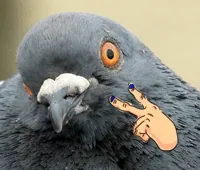 Pigeon Looking GIF by Stephanie Z. Delazeri