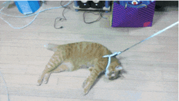 lazy don't care GIF