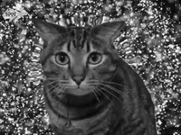 Black And White Ok GIF by Hyper RPG