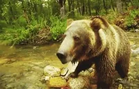 Scared Bear GIF