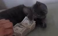 Money GIF