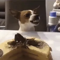 Grrr GIF