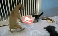 Lightsaber Fighting GIF