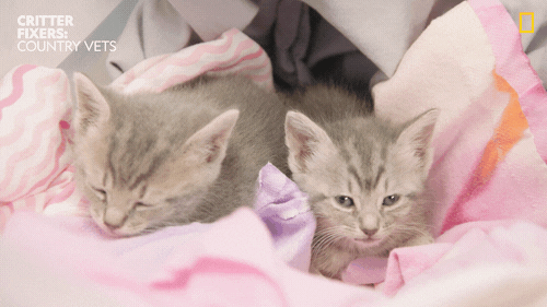 National Geographic Reaction GIF by Nat Geo Wild