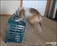 Bulldog Basket GIF