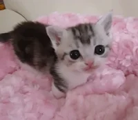 Cat GIF