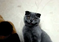 Whaat GIF