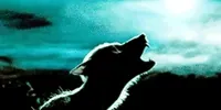 Harry Potter Films GIF
