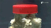 Octopus GIF