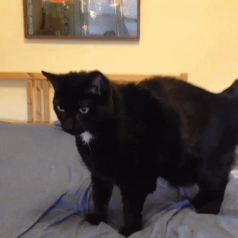 GIF by Tyler Menzel, GIPHY Editorial Director