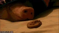 Lazy Pig GIF by Cheezburger