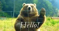 Wildlife gif. A friendly-looking brown bear emphatically waves his paw hello from behind a wire fence. Text, 
