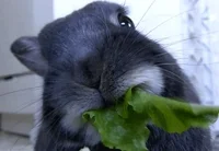 Bunny Salad GIF