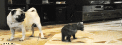 scared cat GIF