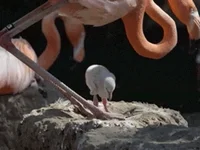 Baby Lol GIF by San Diego Zoo