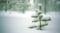 Snow Tree GIF by Living Stills