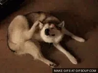 Bug Idea GIF