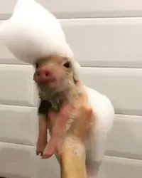 Bath Elvis GIF by MOODMAN