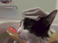 Cat Moving GIF by Cheezburger