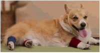 Excited Dog GIF