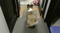 Animal Planet Corgi GIF