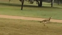Golf Bird GIF