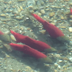 pacificsalmonfoundation  GIF