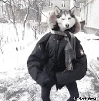 Wolf Dancing GIF