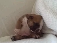 Tired Lazy Dog GIF