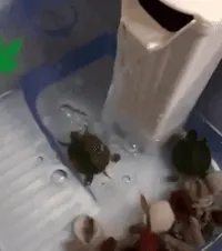 Turtle GIF