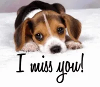 Video gif. Beagle puppy resting its head on its front paws, big brown eyes slowly blinking towards us. Text, 
