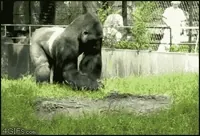Animals Being Jerks Gorilla GIF
