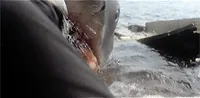 Richard Dreyfuss Jaws GIF