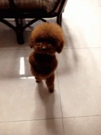 Poodle GIF