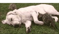 Cuties Spooning GIF