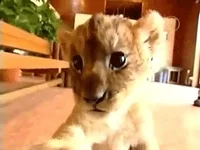 Lion GIF