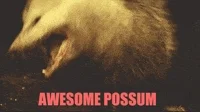 Awesome Possum GIF by chuber channel