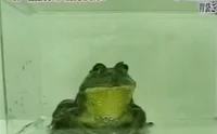 Frog Dont GIF