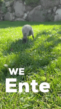 Duck GIF