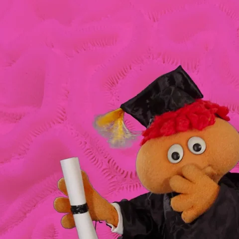 High School Graduation GIF by Gerbert!