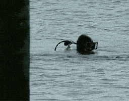 Tossing Rory Mcilroy GIF