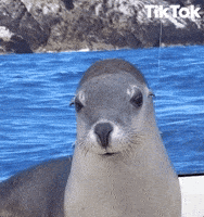Happy Ocean GIF by TikTok