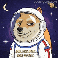 Shiba Inu Wow GIF by Doge Pound