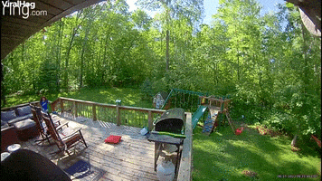 Dog Duck GIF by ViralHog