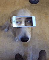 Golden Retriever Phone GIF
